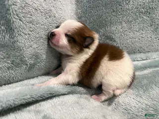 Pomeranian dogs Lovey - Ad 24