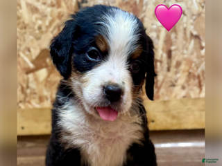 Bernese Mountain Dog dogs Duchess - Ad 33