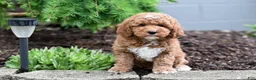 Miniature Poodle dogs for sale: Buster - Ad 1