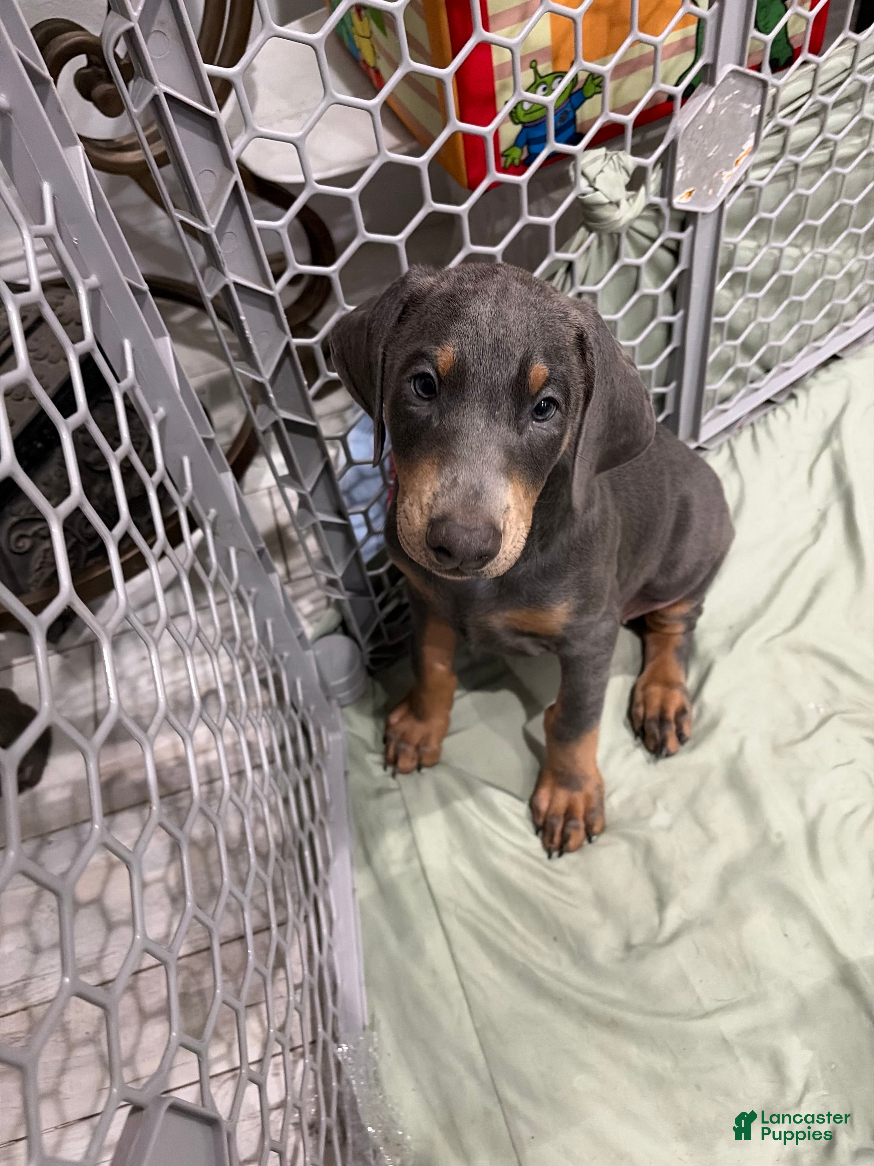 Doberman Pinscher dogs for sale: Girl - Ad 2