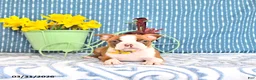 Boston Terrier dogs for sale: Patrick - Ad 4