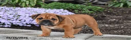 English Bulldog dogs for sale: Darcy - Ad 4