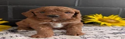 Mini Goldendoodle dogs for sale: Mini -Kandi - Ad 3