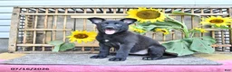 Mixed Breed dogs for sale: Averie - Ad 5