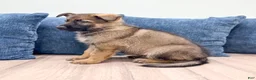 German Shepherd dogs for sale: Jasper - Ad 5