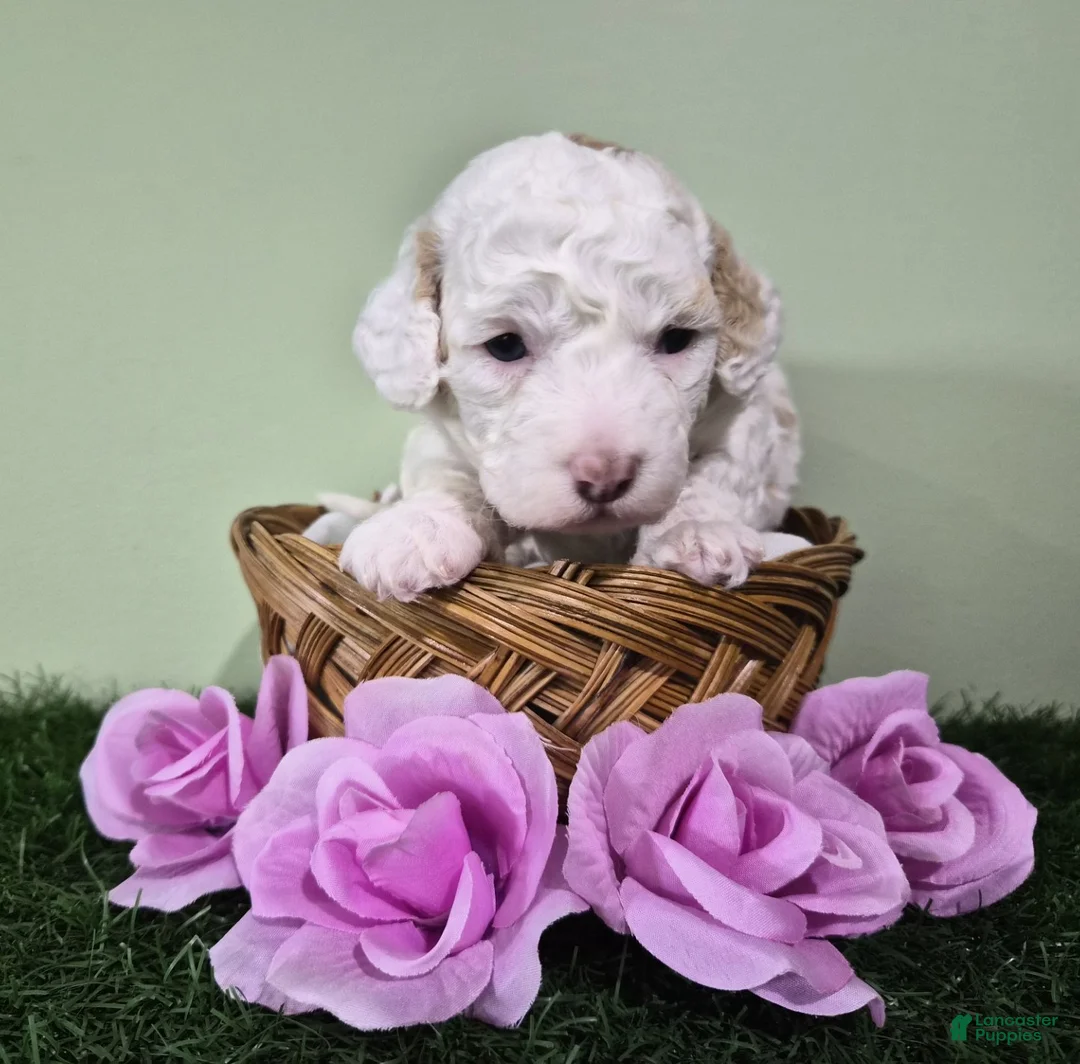 Miniature Poodle dogs for sale: Mercedes - Ad 2