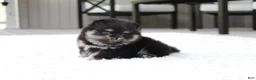 Pomeranian dogs for sale: Tessa - Ad 8