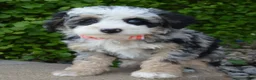 Mini Bernedoodle dogs for sale: Bella - Ad 3