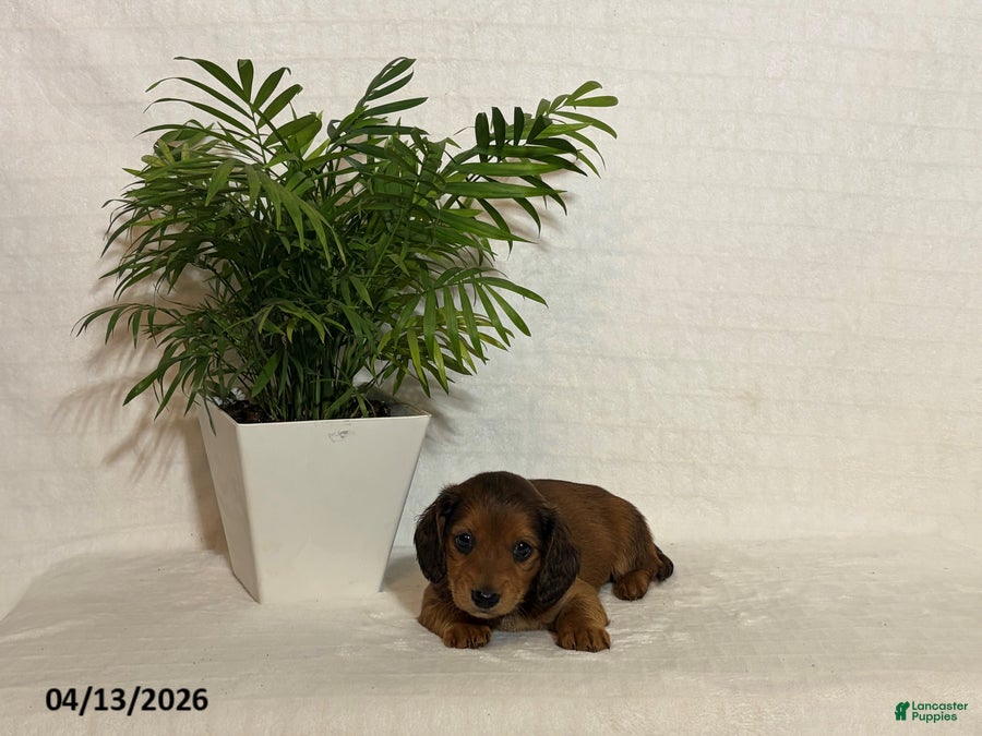 Miniature Dachshund dogs Laddie - Ad 2