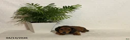 Miniature Dachshund dogs for sale: Laddie - Ad 2