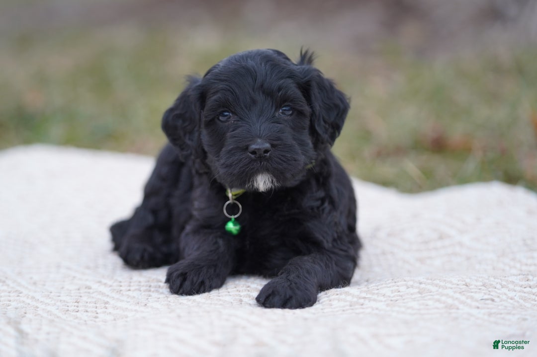 Portuguese Water Dog dogs for sale: Milton  - Ad 2