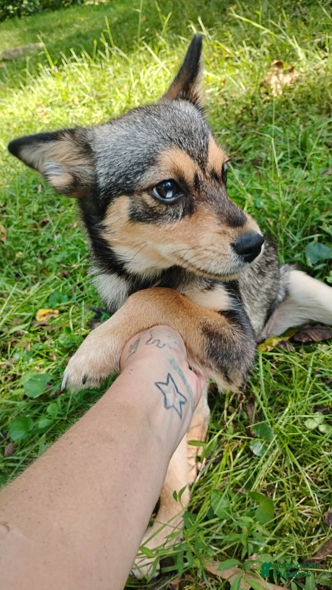 Pomsky dogs Pomsky female left 100$ - Ad 36