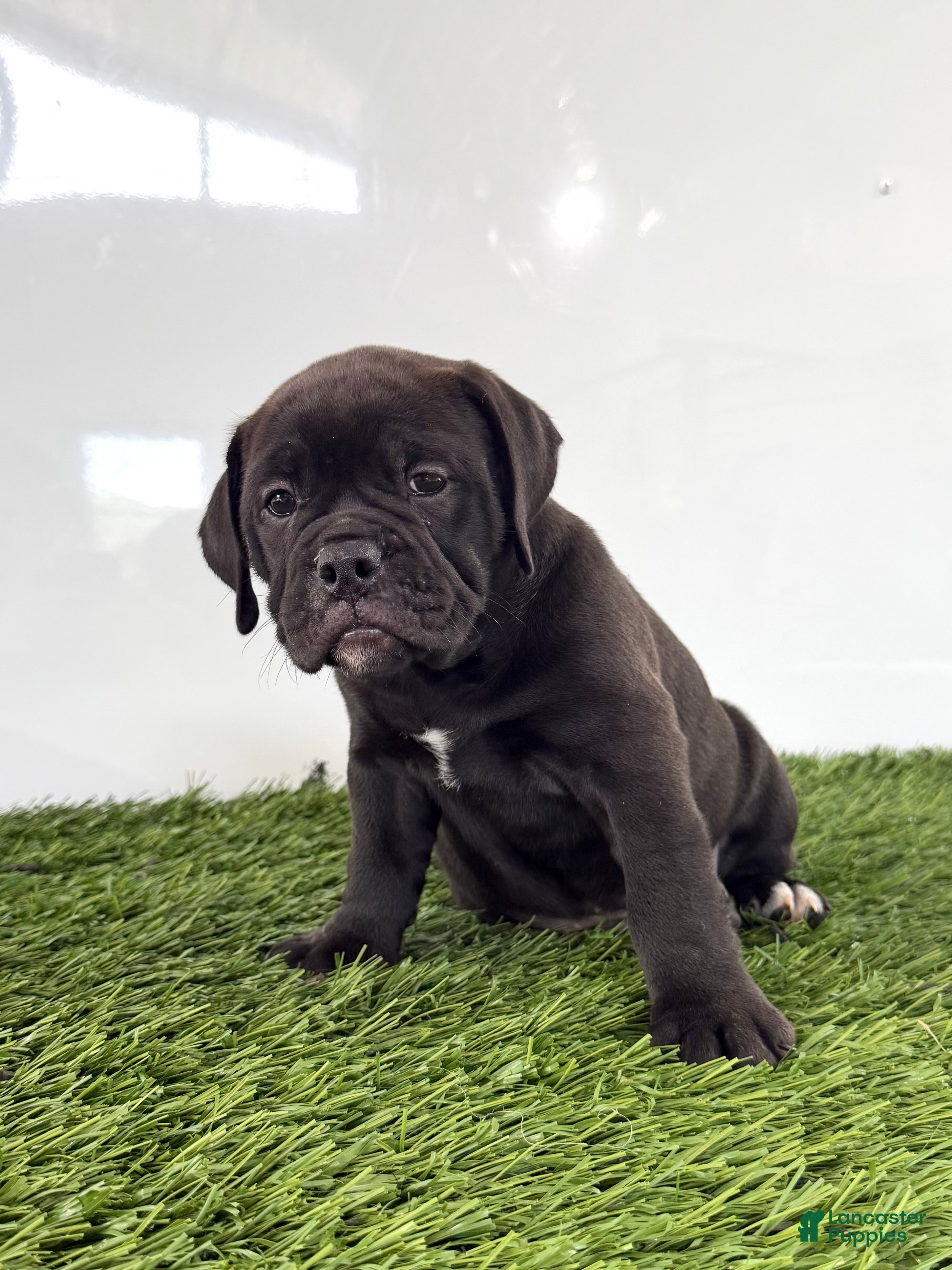 Olde English Bulldogge dogs Lani - Ad 1
