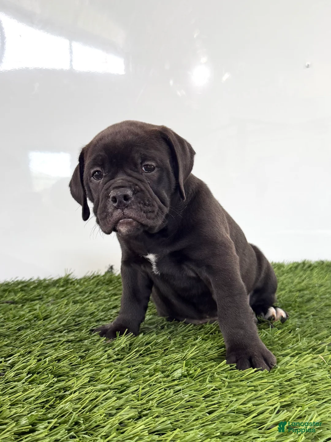 Olde English Bulldogge dogs for sale: Lani - Ad 1