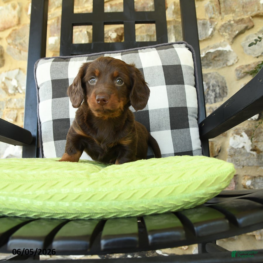 Dachshund dogs Troy - Ad 1