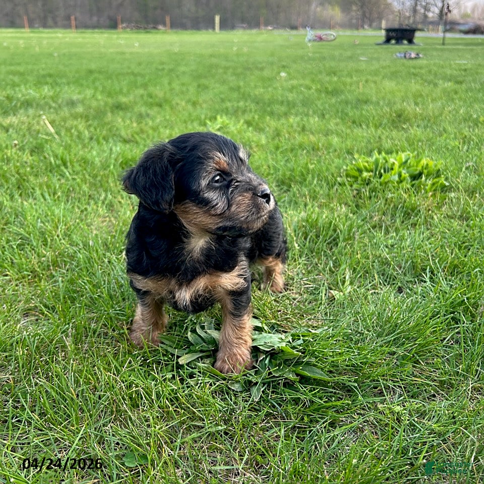 Yorkiepoo dogs Browser - Ad 2