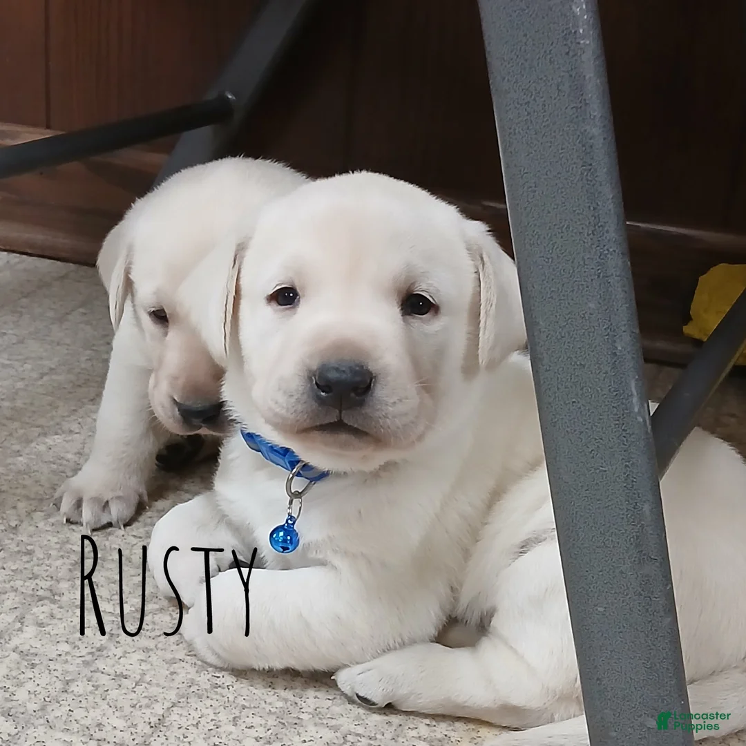 Labrador Retriever dogs for sale: RUSTY - Ad 6