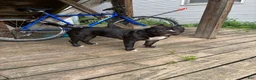 American Bully dogs for sale: American Bully 2 - Ad 4
