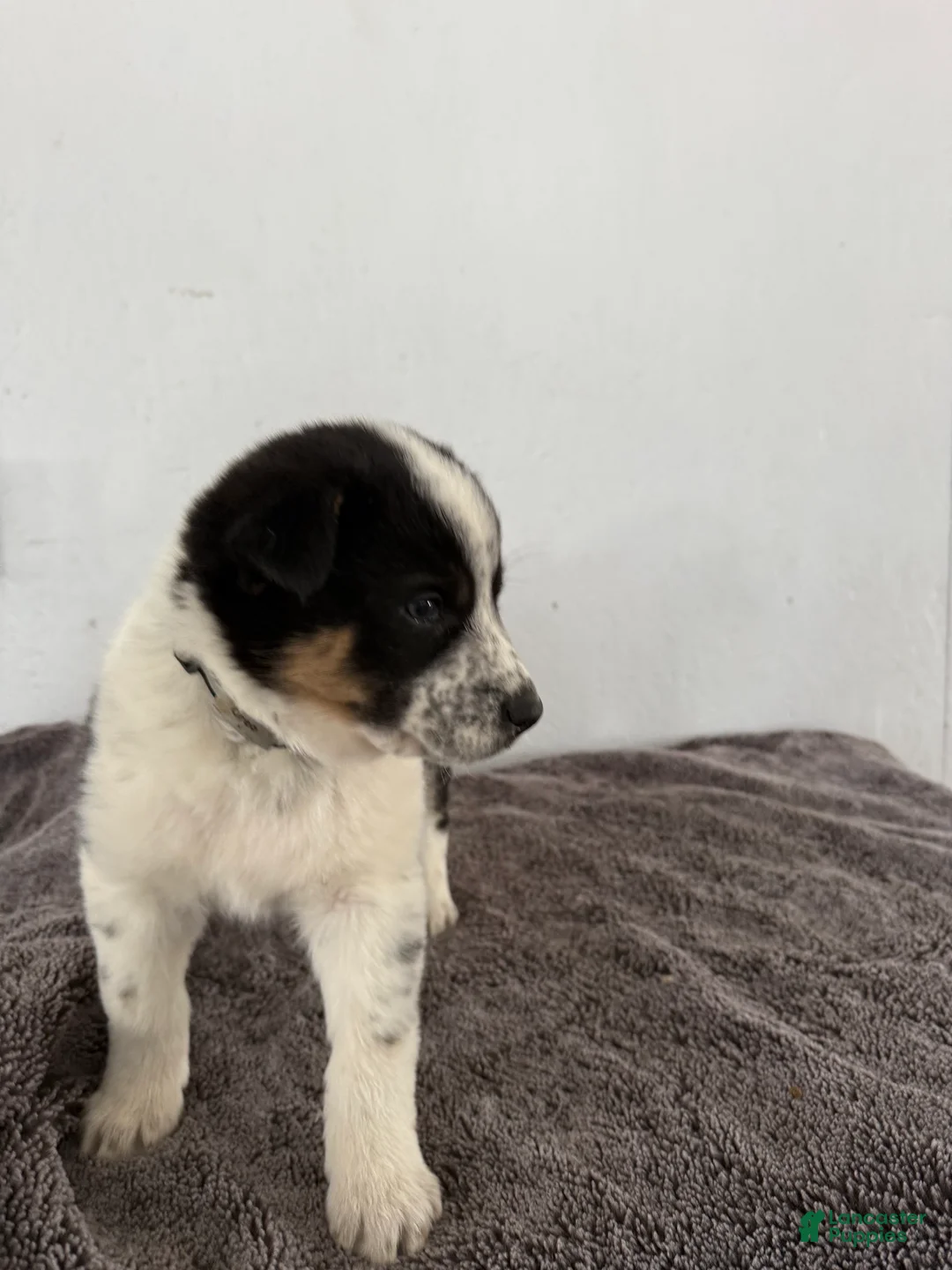 Mixed Breed dogs for sale: Oreo - Ad 9