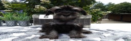 Miniature Schnauzer dogs for sale: Miniature Schnauzer Puppy 5 Curt - Ad 9