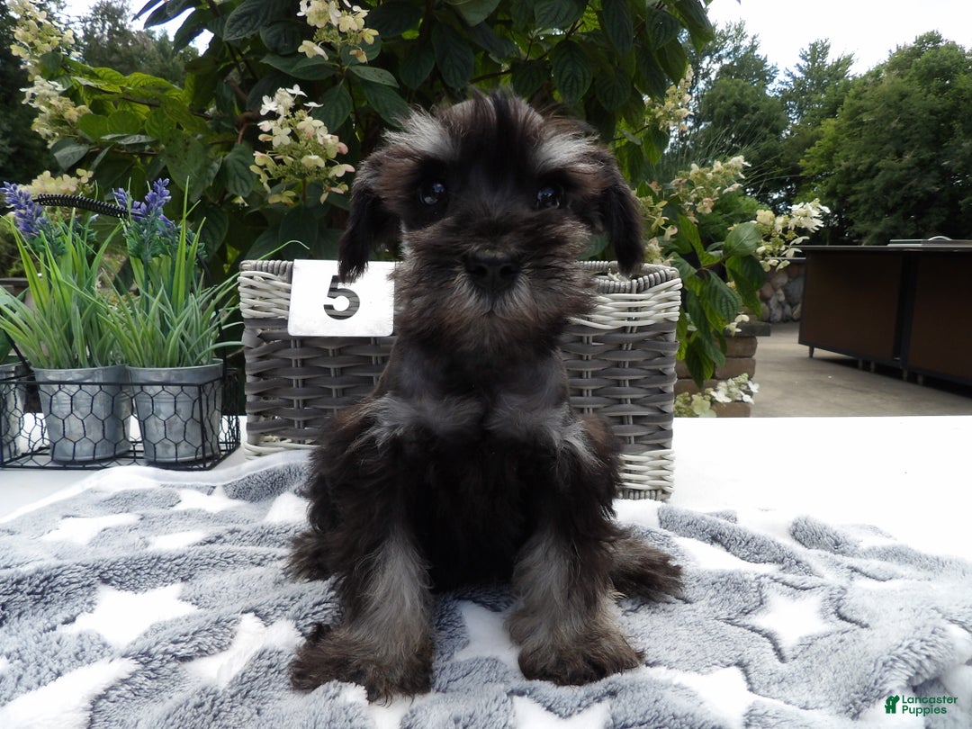 Miniature Schnauzer dogs for sale: Miniature Schnauzer Puppy 5 Curt - Ad 9
