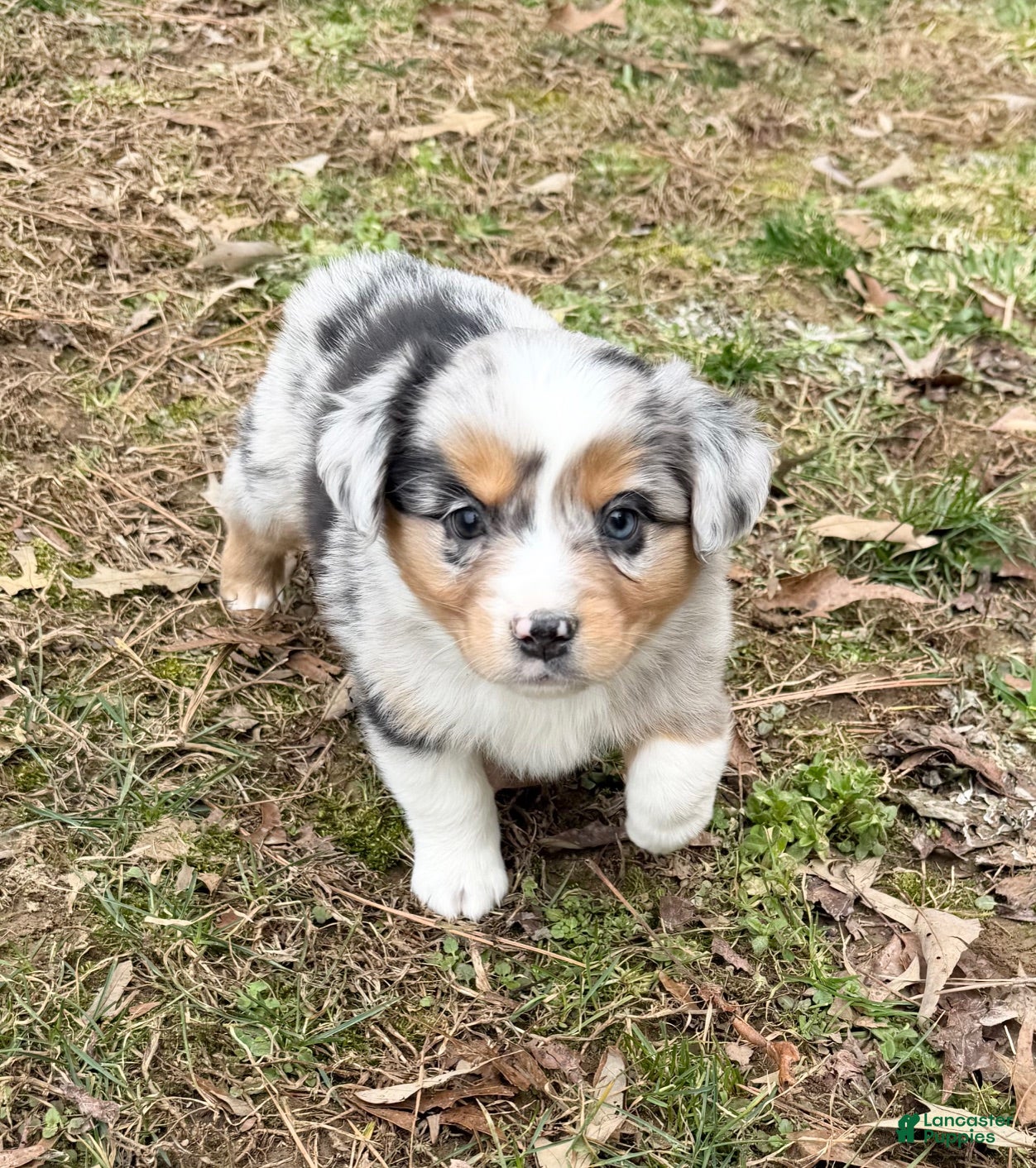 Australian Shepherd dogs Bo - Ad 2