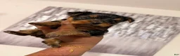 Yorkshire Terrier dogs for sale: Mona  - Ad 3
