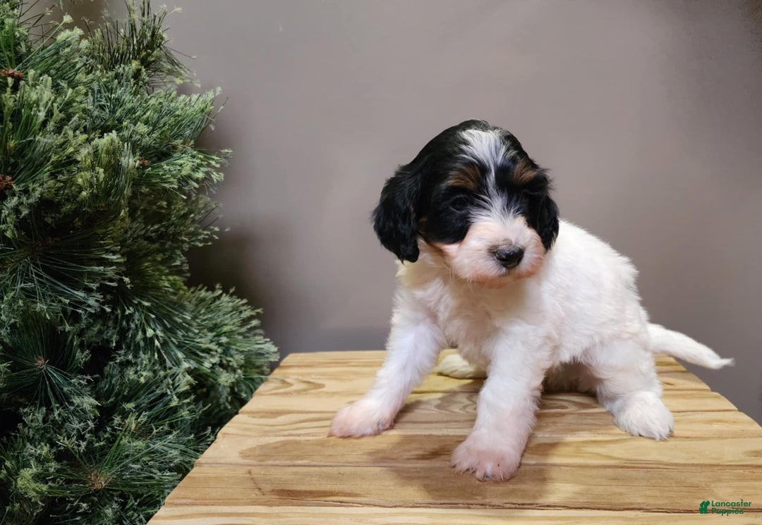 Mini Bernedoodle dogs for sale: Vixon - Ad 9