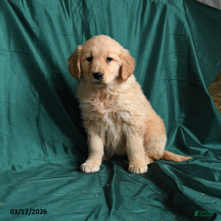 Golden Retriever dogs Sheila - Ad 1
