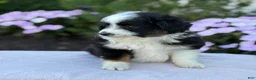 Miniature Australian Shepherd dogs for sale: Apple - Ad 5
