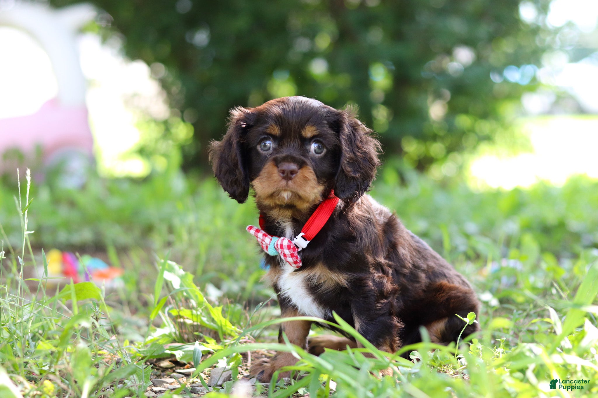 Cavalier King Charles Spaniel dogs Chico - Ad 1