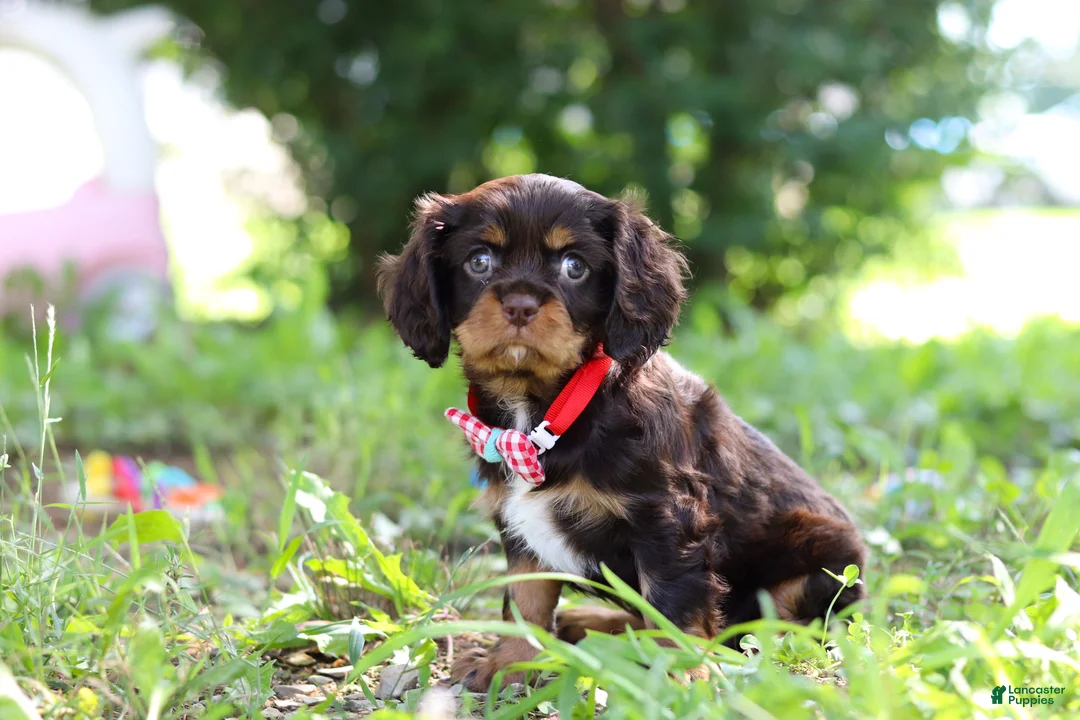Cavalier King Charles Spaniel dogs for sale: Chico - Ad 1