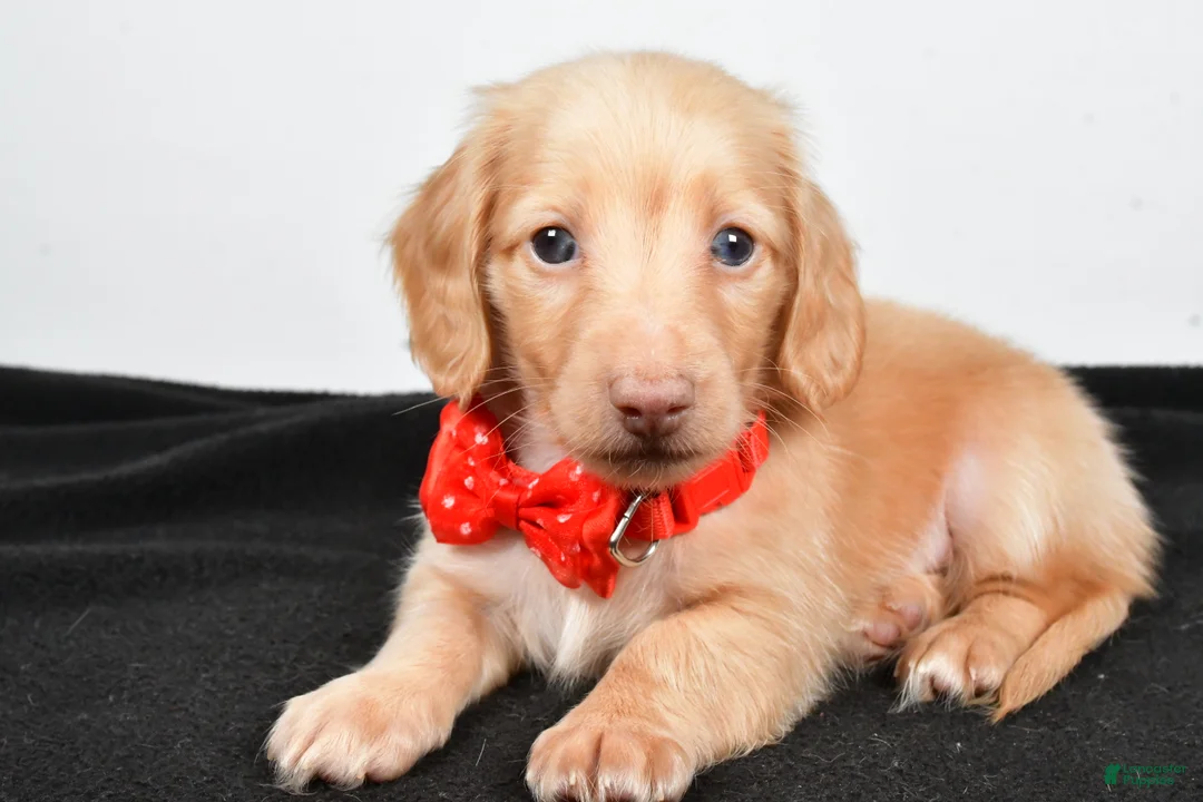 Miniature Dachshund dogs for sale: Alex - Ad 2