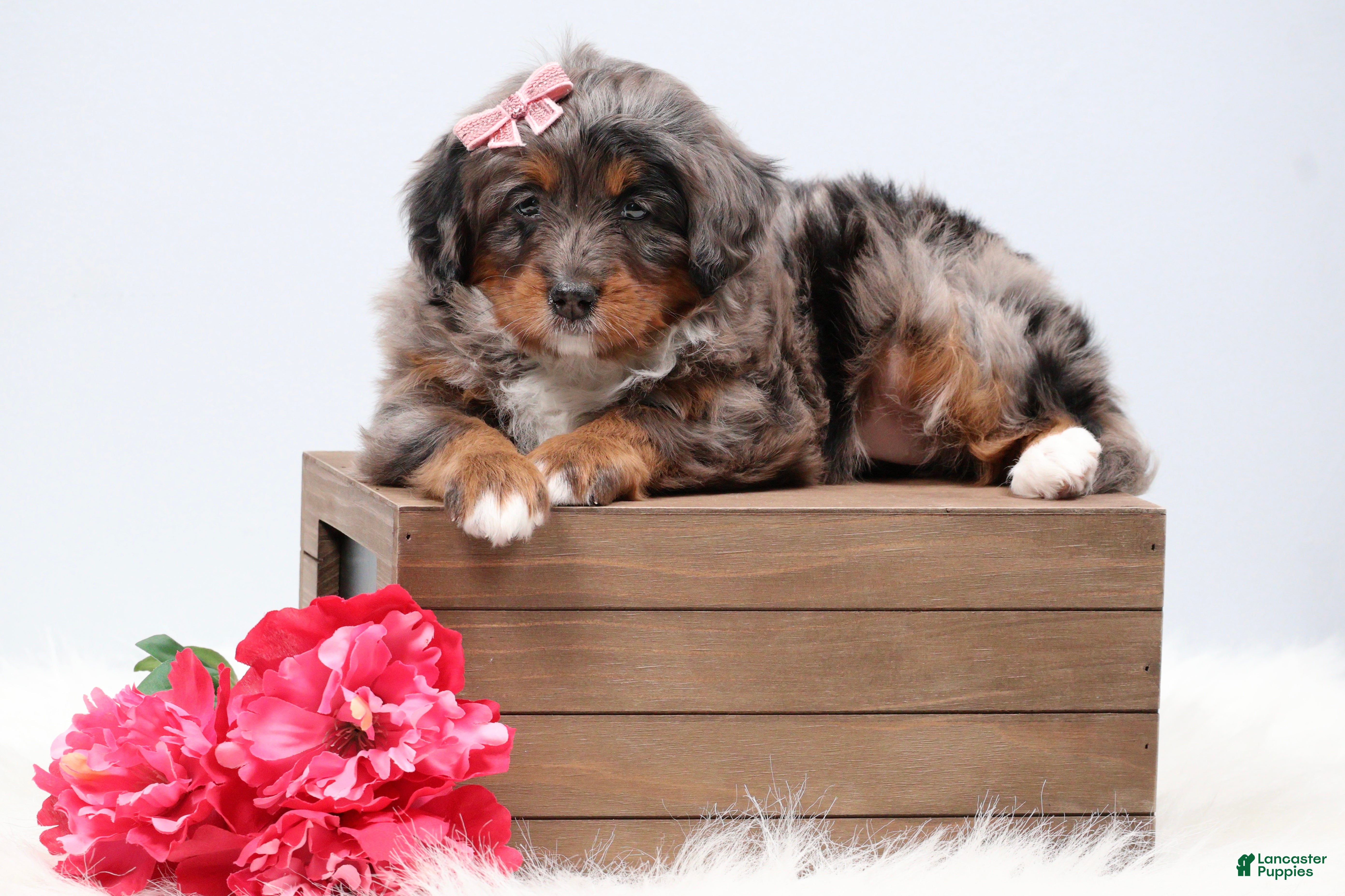 Mini Bernedoodle dogs Candy  - Ad 1