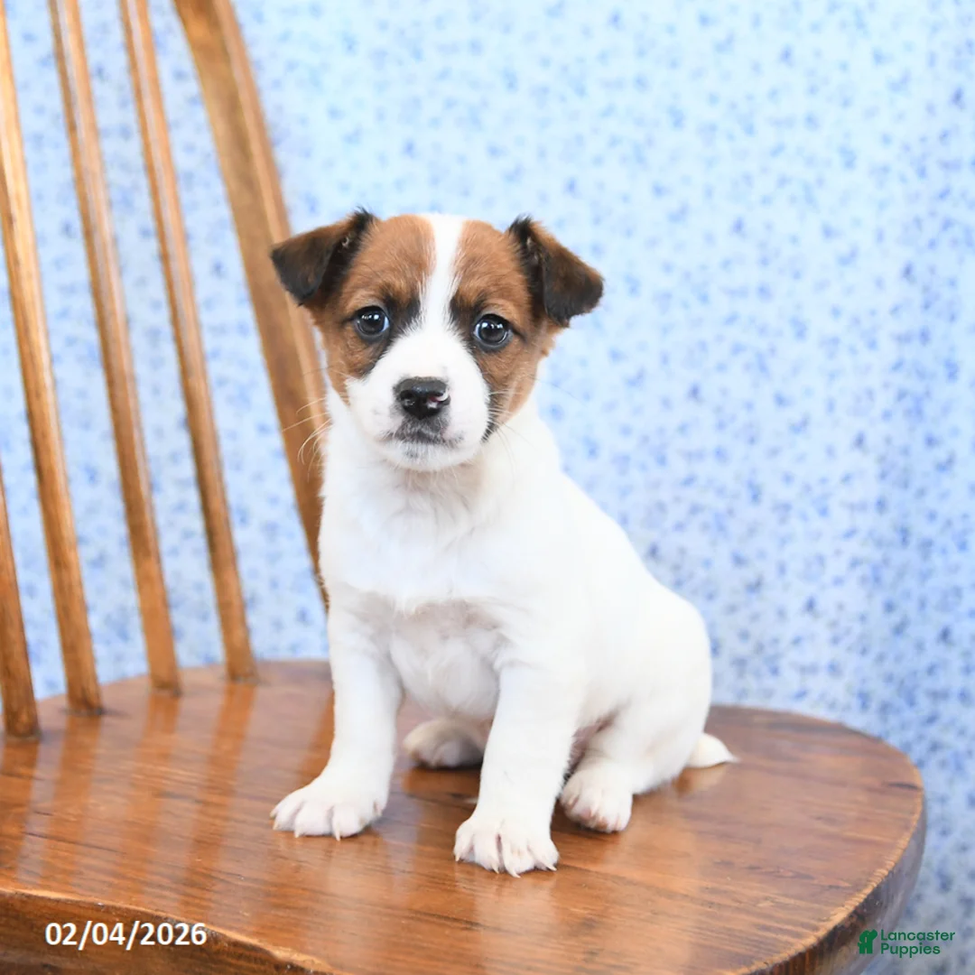 Jack Russell Terrier dogs for sale: Cocoa - Ad 2