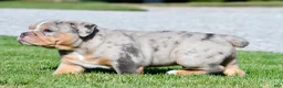 Beabull dogs for sale: Tucker - Ad 9