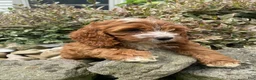 Cockapoo dogs for sale: Layla - Ad 4