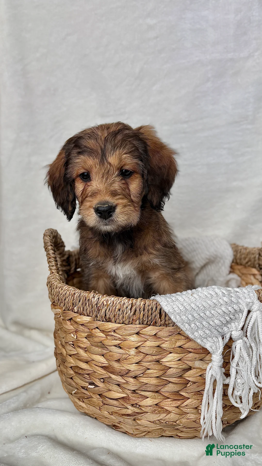 Bernedoodle dogs for sale: Sophie - Ad 5