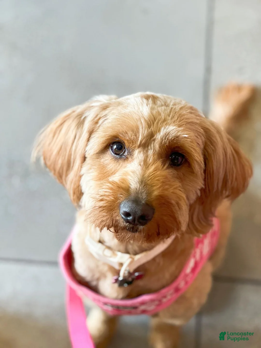 Mini Goldendoodle dogs for sale: Denver - Ad 4