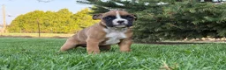 Boxer dogs for sale: Sunny - Ad 4