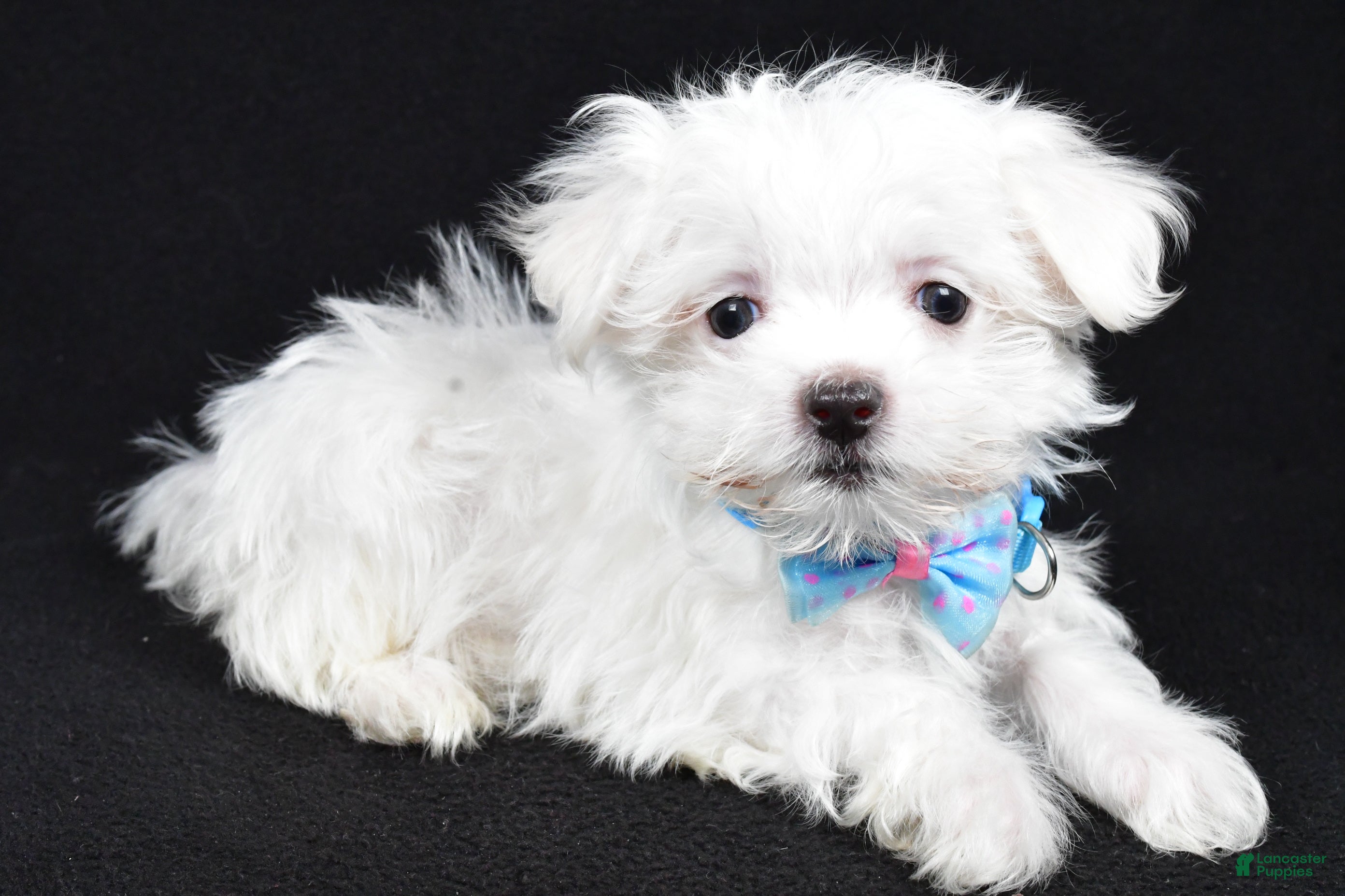 Maltese dogs Luke - Ad 39