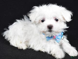 Maltese dogs Luke - Ad 34