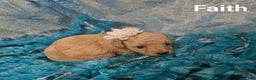 Toy Poodle dogs for sale: Faith - Ad 2