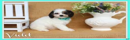 Cavapoo dogs for sale: Violet- black and white Cavapoo - Ad 1
