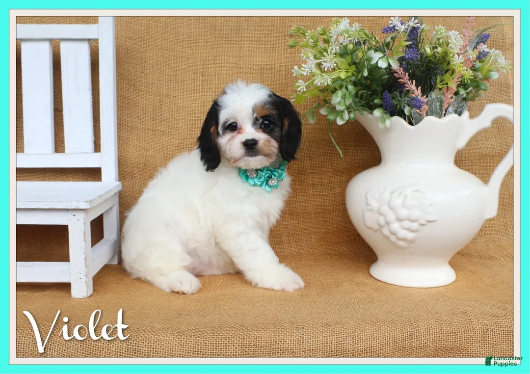 Cavapoo dogs for sale: Violet- black and white Cavapoo - Ad 1