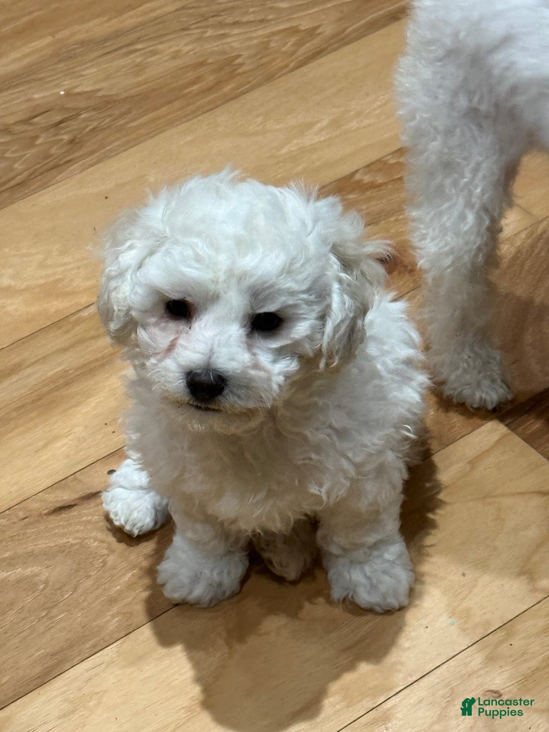 Bichon Frise dogs for sale: Bichon Frise Puppy 1 - Ad 1
