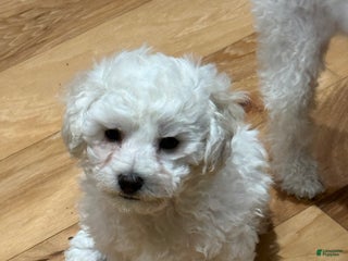 Bichon Frise dogs Bichon Frise Puppy 1 - Ad 15