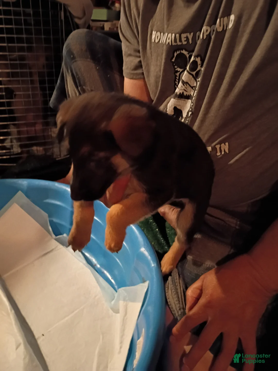 Mixed Breed dogs for sale: Mixed Breed 3 - Ad 1