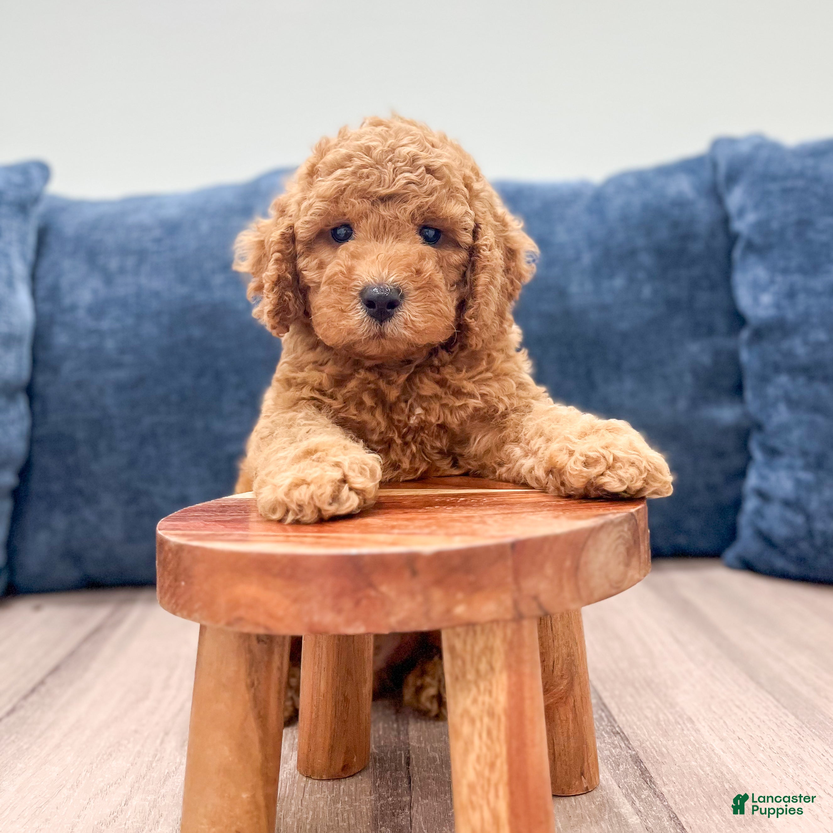 Miniature Labradoodle dogs Austin - Ad 2