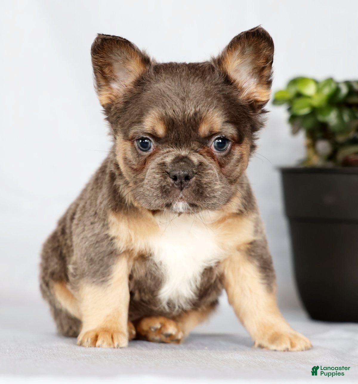 French Bulldog dogs Oakley - Ad 2